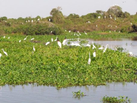 Vogelschwarm im Pantanal