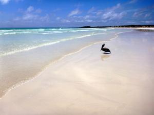 Tortuga Bay - einer der schönsten Traumstrände