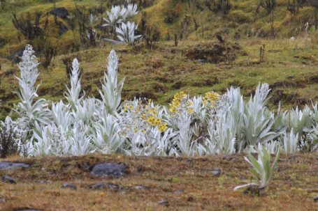 Frailejones im Chingaza Nationalpark