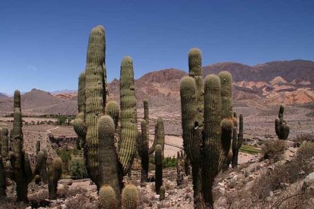 Nationalpark Los Cardones