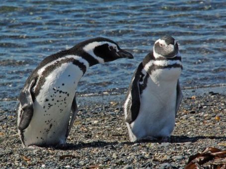 Pinguininsel Isla Martillo